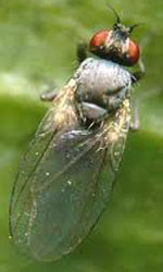 Holly Leafminer